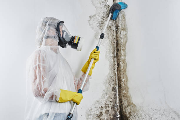 Why You Should Choose Our Mold Remediation Services in Lorenz Park, NY